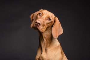 peluquería canina a domicilio zona sur