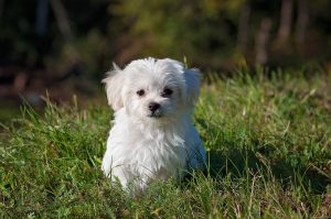 peluqueria canina móvil a domicilio