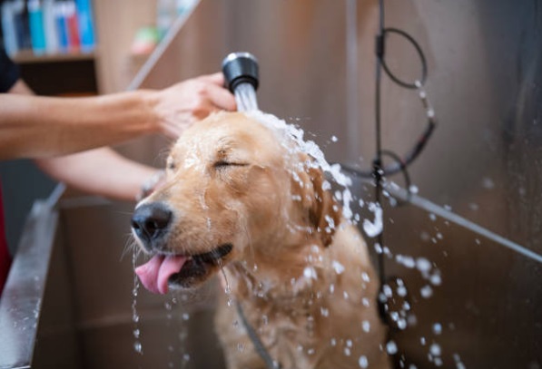 peluquera canina en chiclayo